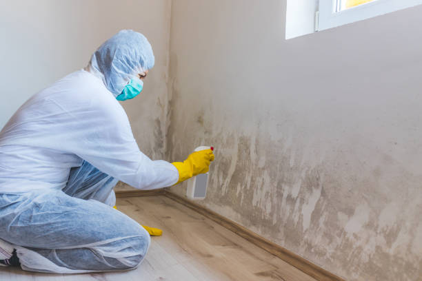 Licensed Black Mold Removal service in Gulf, NC - WQB Mold Removal