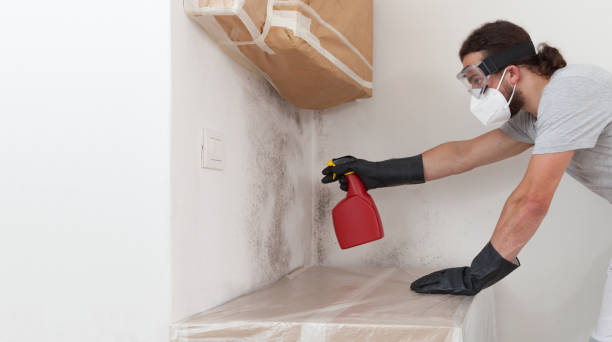 Professional Black Mold Removal technician working in Gulf, NC