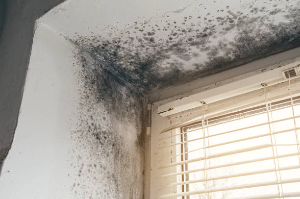 Affordable Black Mold Removal solutions in Gulf, NC