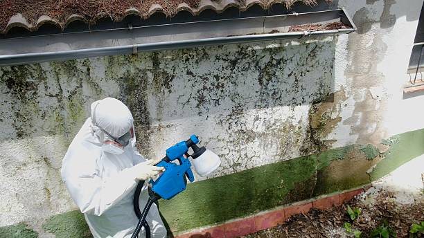 Top rated local Black Mold Removal specialists in Gulf, NC